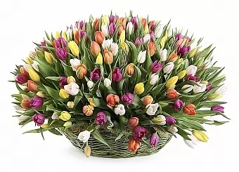 Тюльпаны в корзине 313 шт. Тюльпаны в корзине 313 шт.